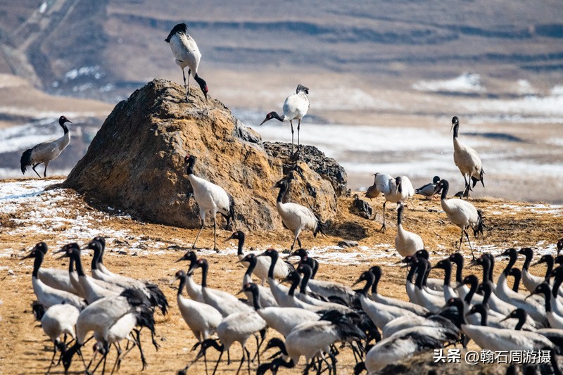 高原精灵黑颈鹤越冬之地——大山包（云、藏自驾旅行纪实之一）