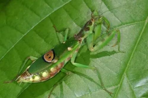 螳螂吃掉自己丈夫的头,螳螂为什么吃掉配偶螳螂吃蛇