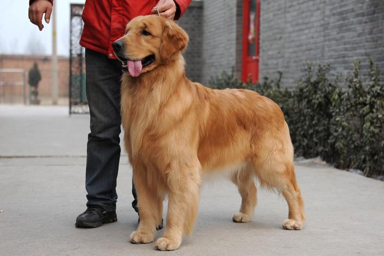 养狗新手推荐什么狗体味小不掉毛,养狗新手养什么狗可以保护主人