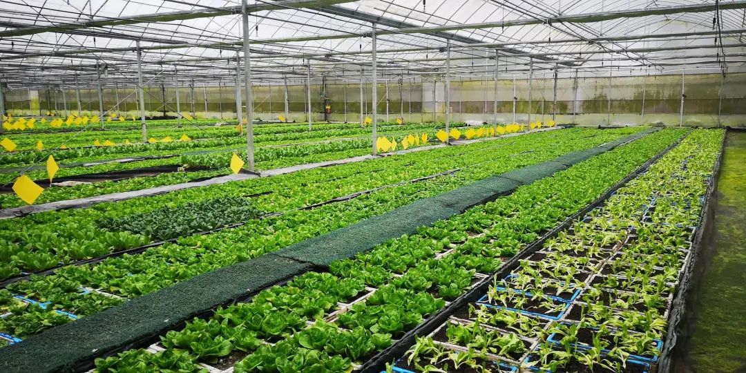 朱虹解读,朱虹讲述