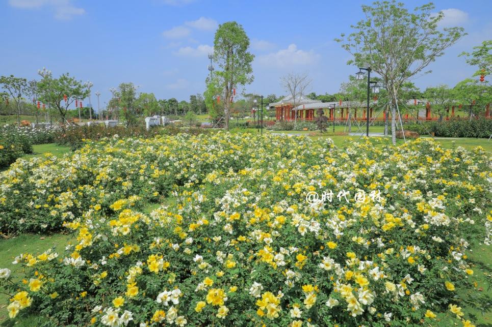 这20种月季超级耐寒东北也能养,南方种不了什么