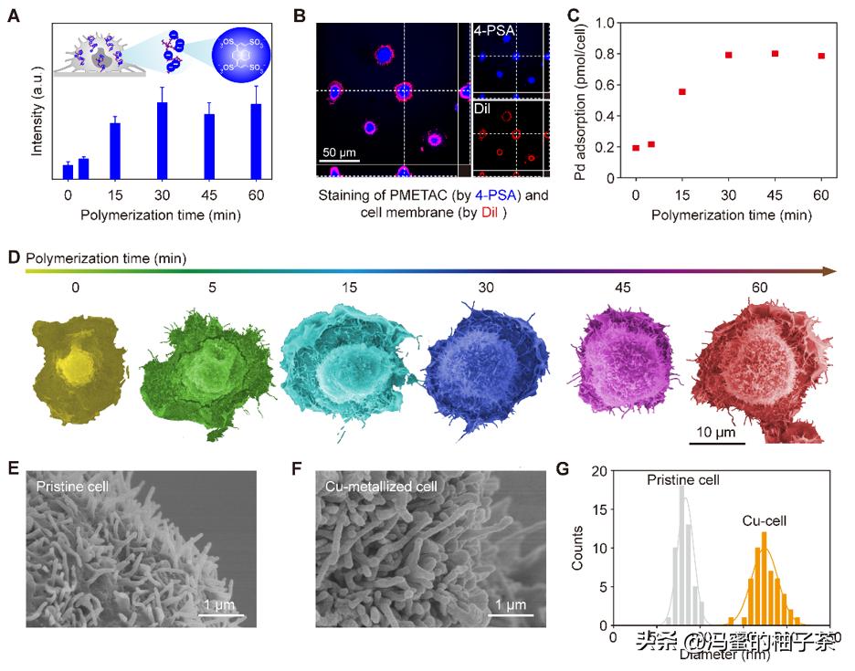 为何分级组织的天然衍生材料,是高性能生物纳米复合材料的候选?
