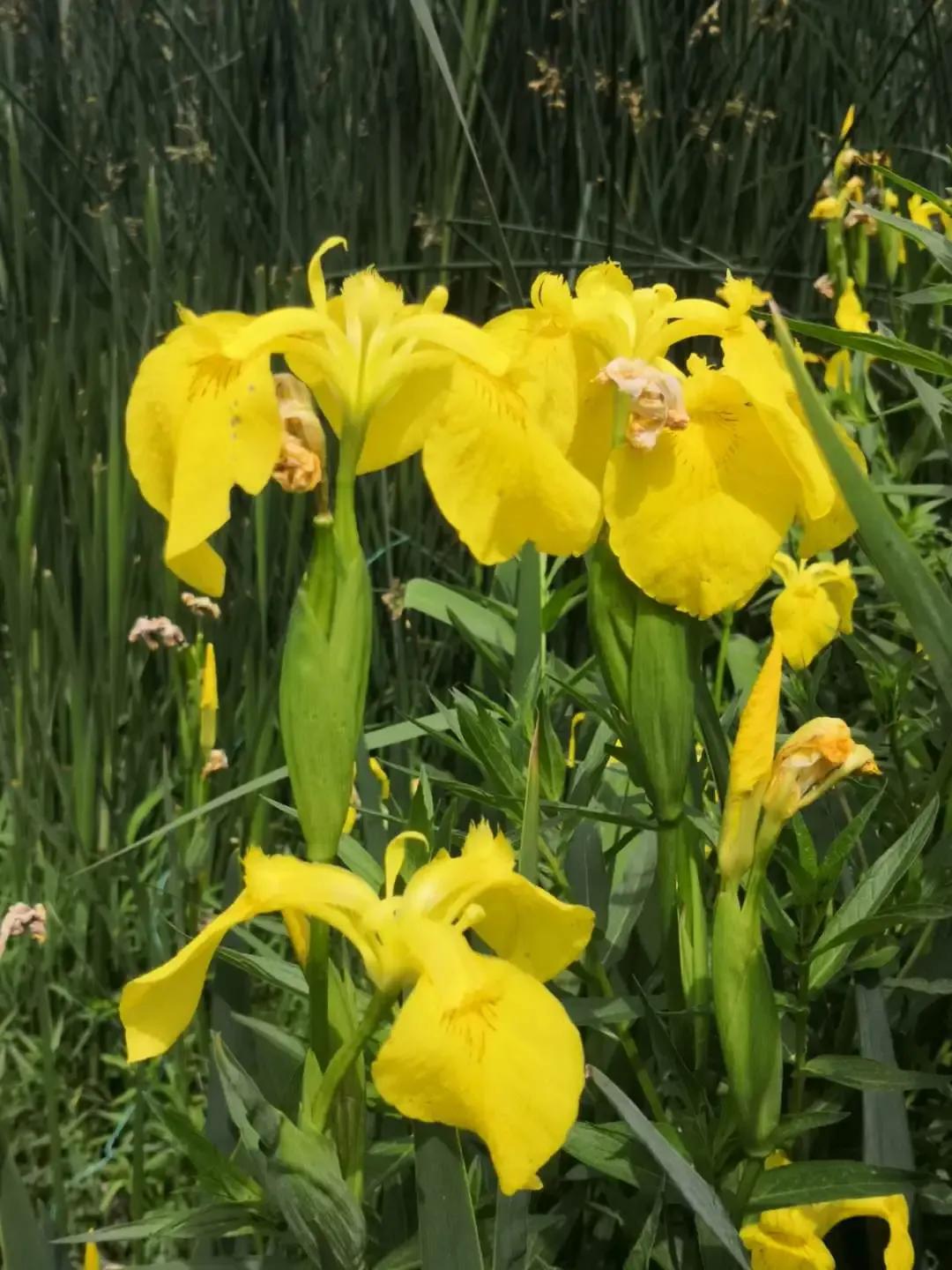 抖得厉害称筛筛神！湖北方言神用法：扭扭神，摆摆神，吼吼神