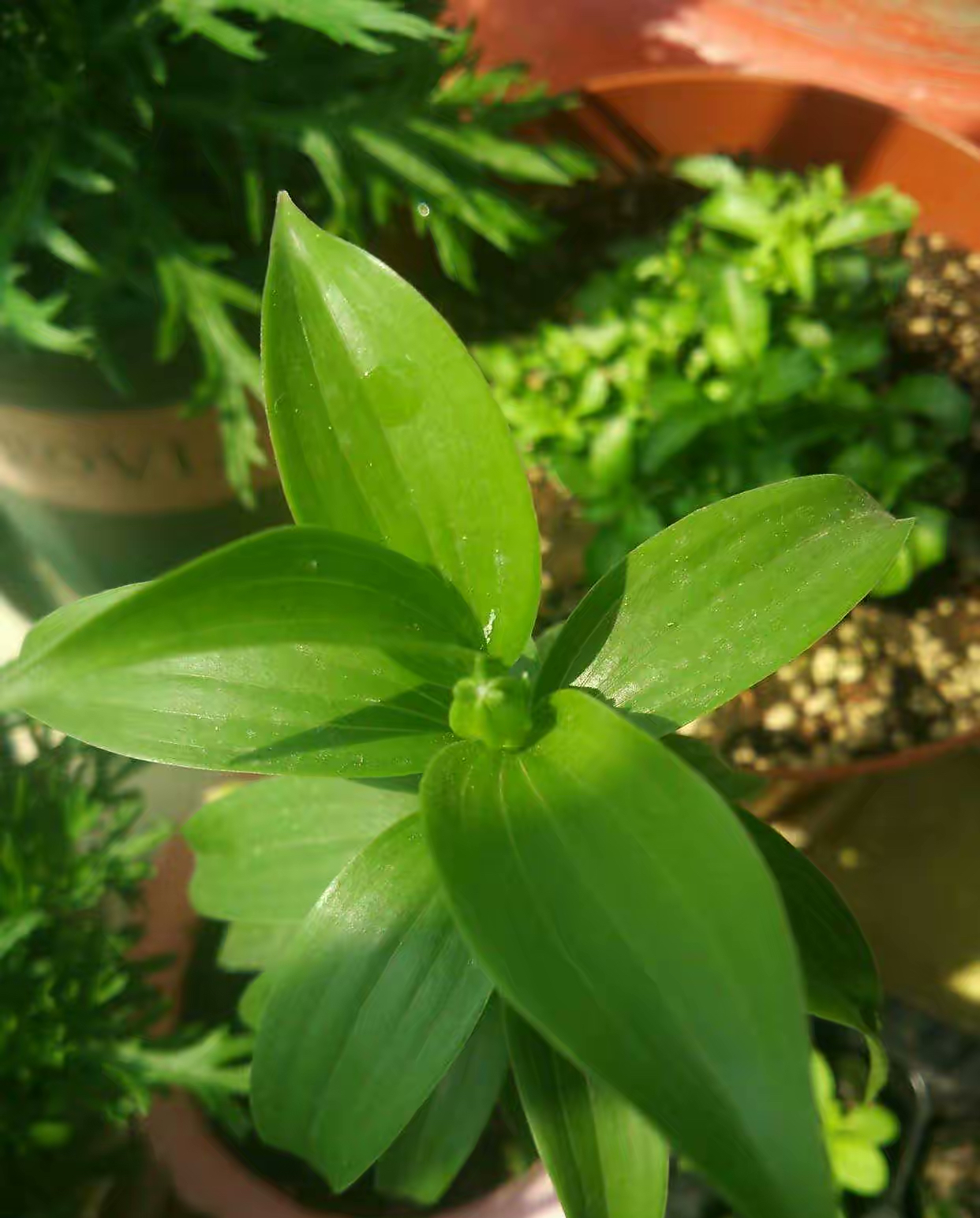 四季开花的室内盆栽种球花卉,爆盆又好养的种球花