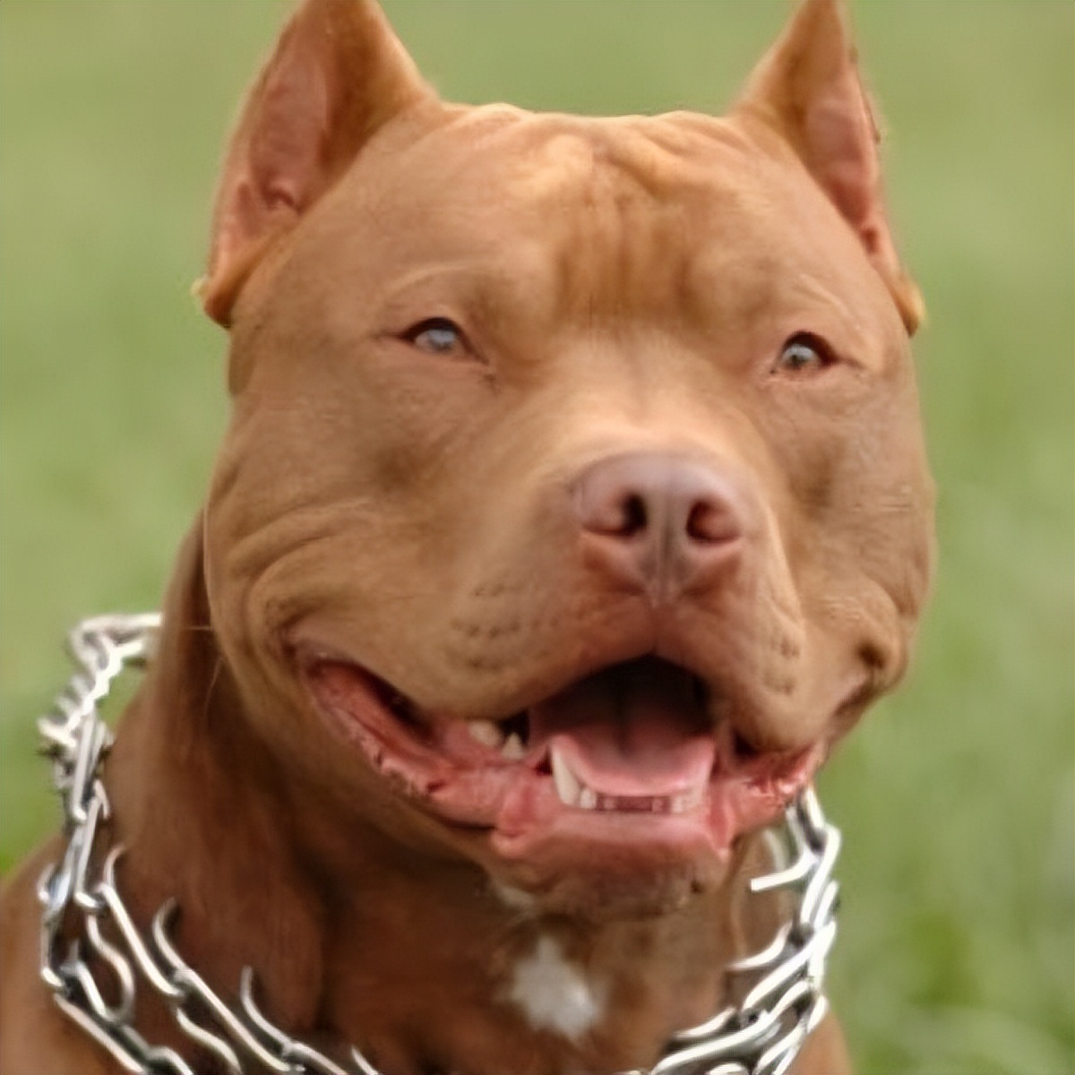 比特犬vs斑鬣狗笼斗视频,比特犬vs鬣狗斑鬣狗