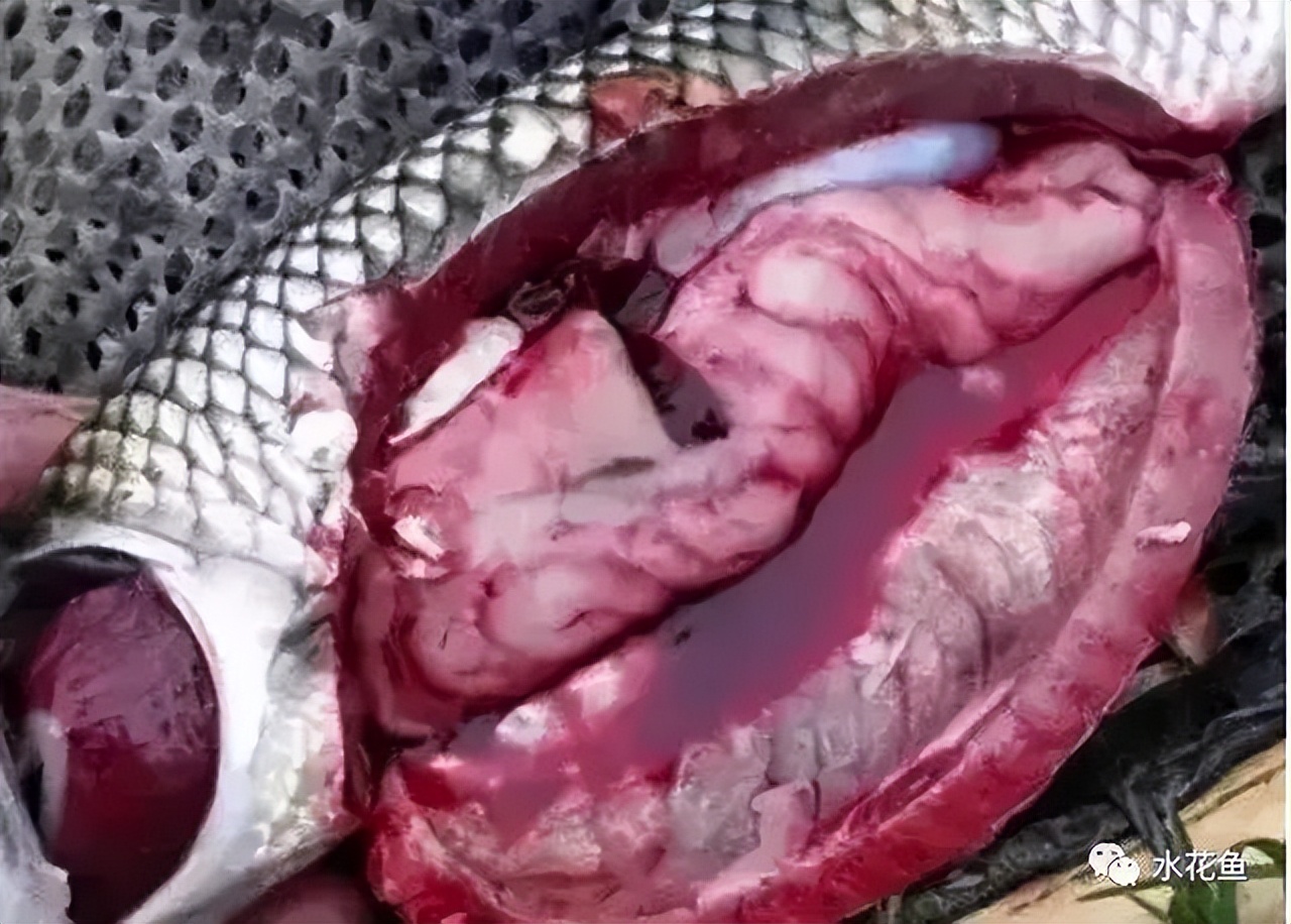 鱼出现败血症怎么治疗,鱼得了败血症怎么治