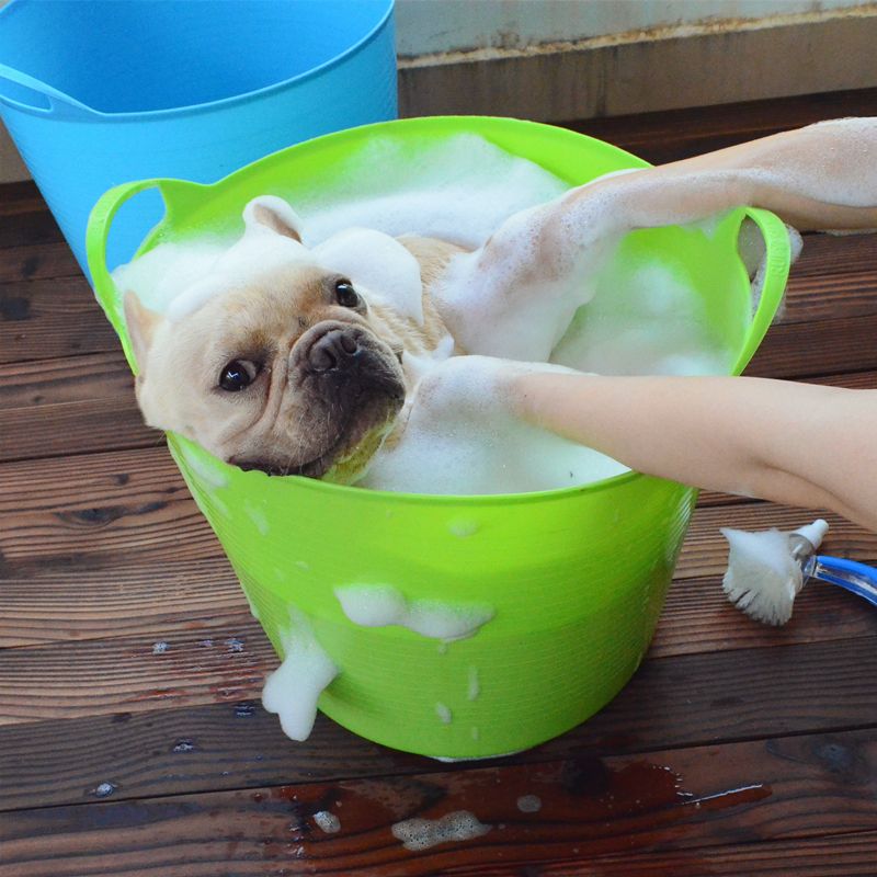 法斗为什么不招狗待见,法斗为何不招其他狗待见