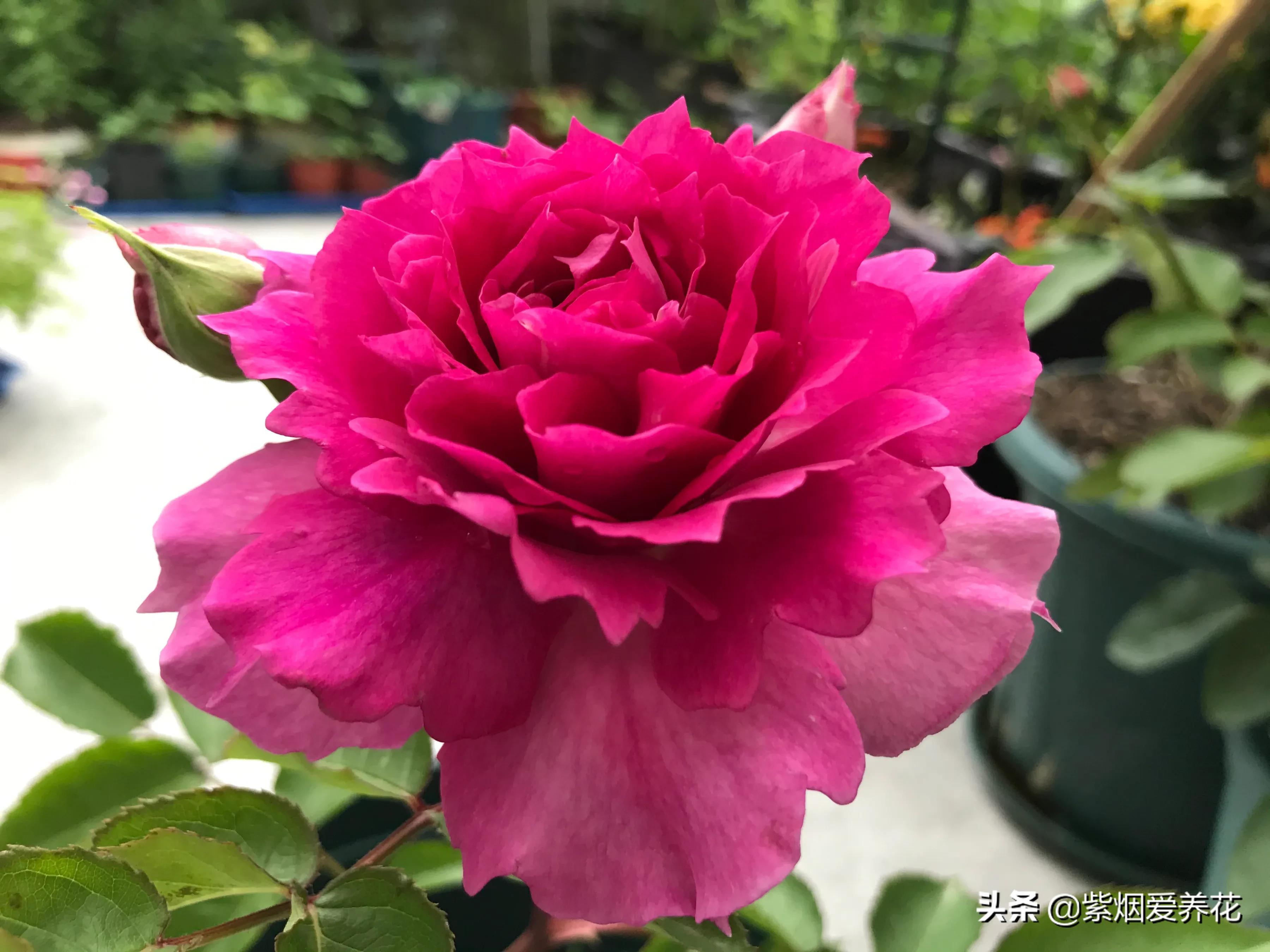 哪些月季仙气十足,又美又香的月季品种