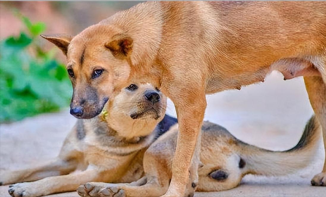 被狗追咬自救的方法,假如被狗追如何避免被咬