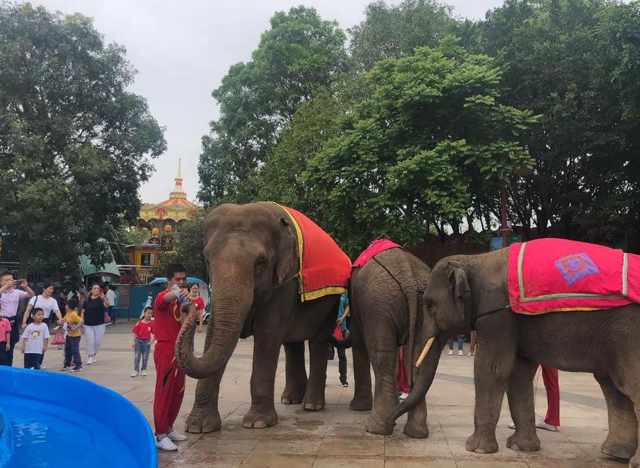 台湾好色富婆：有过5任丈夫，想用40亿*养包**黎明，2016年选择出家