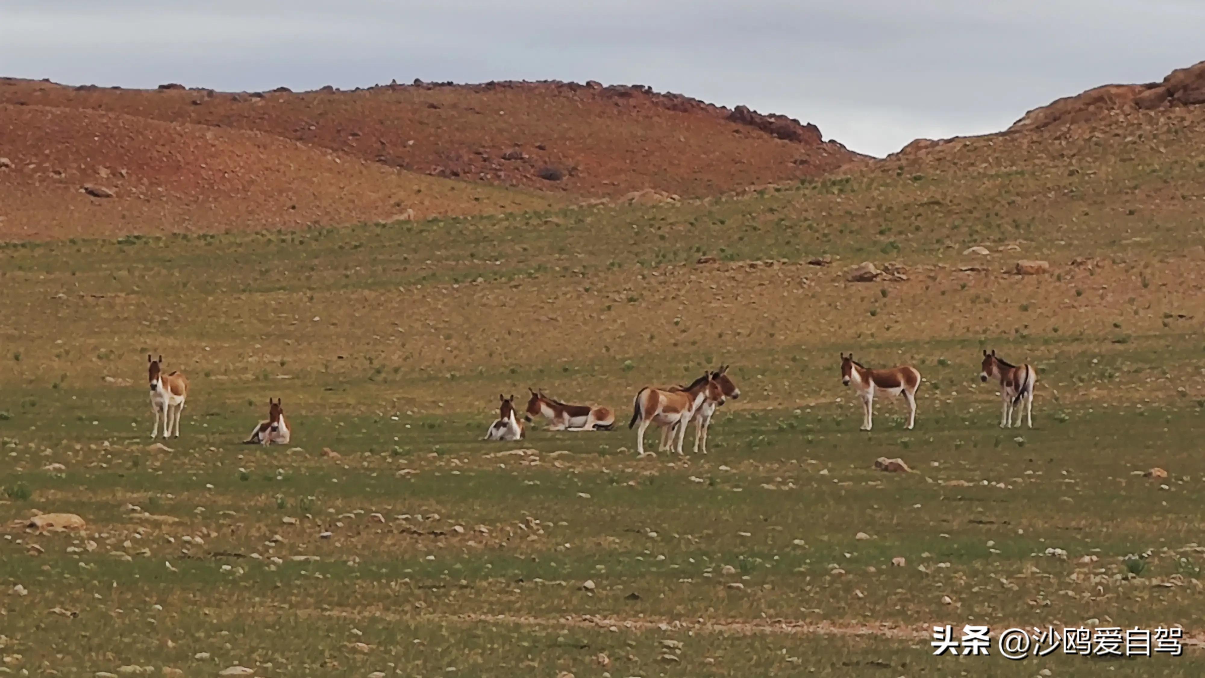 自驾四进*藏西***疆新**第12天:人在囧途:当惹雍措圣湖边陷车,轮胎鼓包