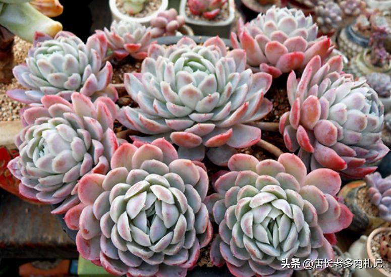 冰梅贝瑞和月影的区别,冰梅和贝瑞哪个容易出状态