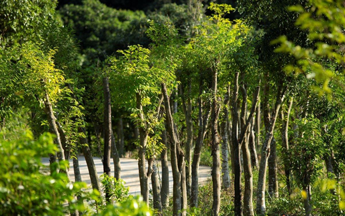 东莞历史解密,东莞莞香历史发展