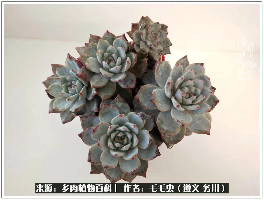 多肉可抵岁月,多肉之花语