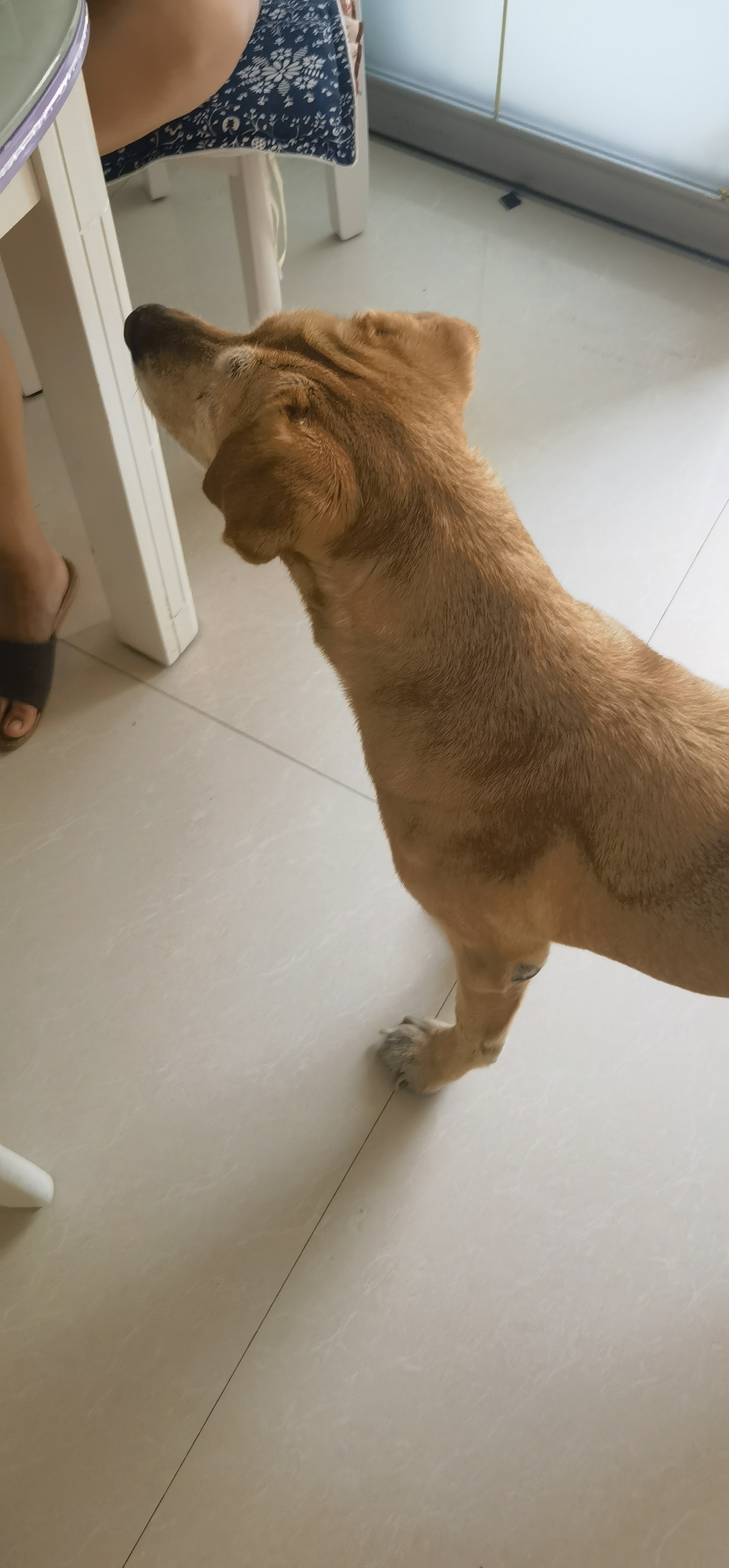 早上起来狗狗突然去世,早上起来发现狗狗死了