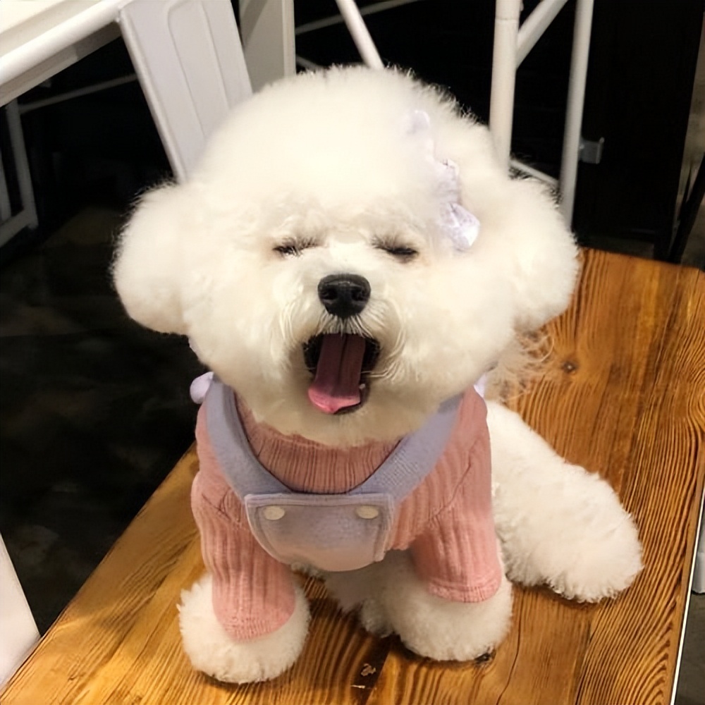 养狗首选这6种品种,养狗首选这8种猫不仅便宜还好养