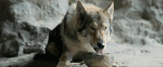 捷克狼犬超帅的照片,捷克狼犬是真的帅