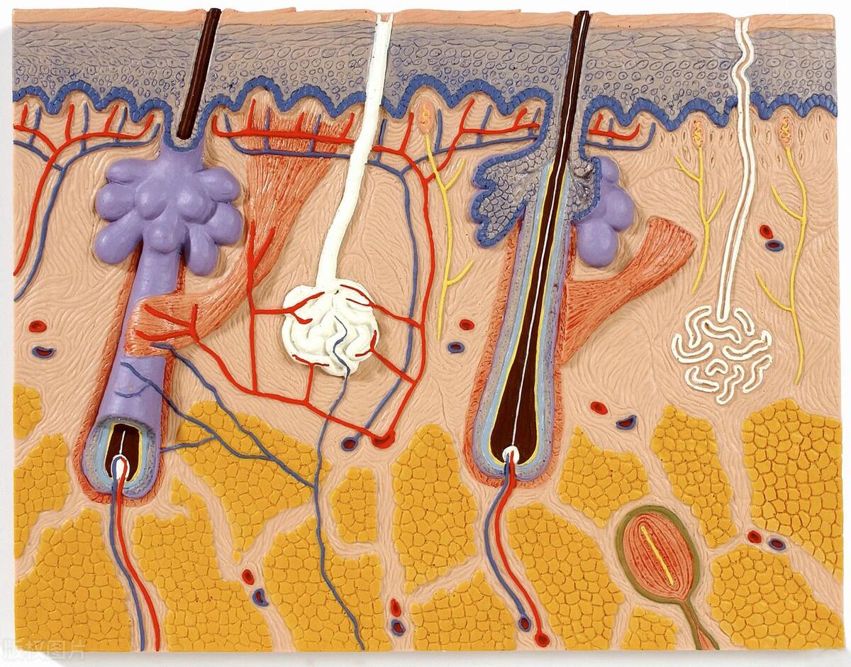 为何有些女性“下面”没有毛？2大作用要知道，别随意刮掉