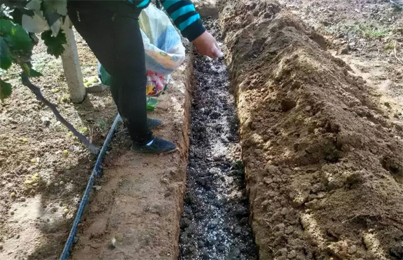 果园里的杂草怎么消灭最好,果园杂草太多如何科学控草