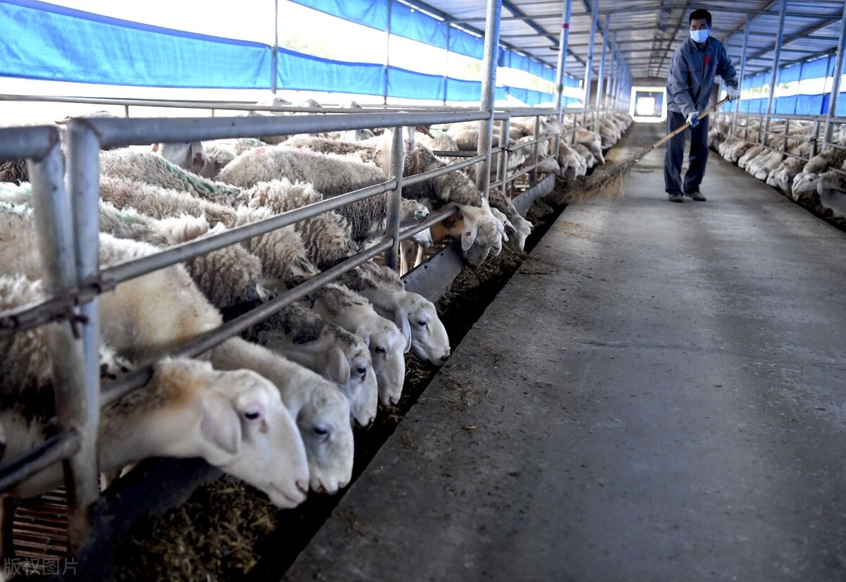 羊身体腐烂长虫怎么处理,羊突然一直转圈简单治疗