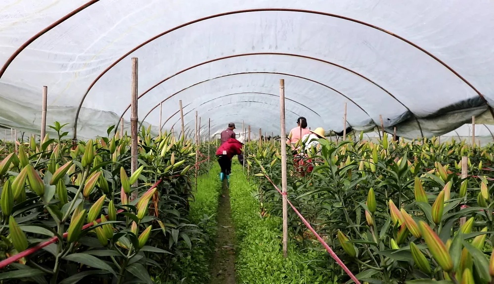 香水百合含苞待放,含苞待放的百合