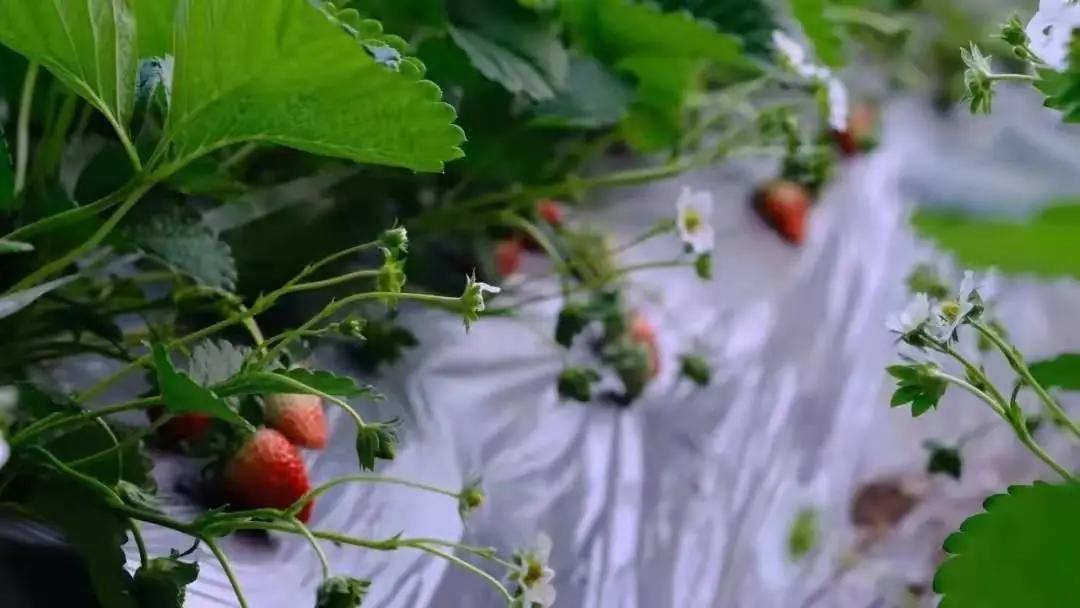 藏马山阿朵花屿攻略冬季,春节假期阿朵花屿攻略