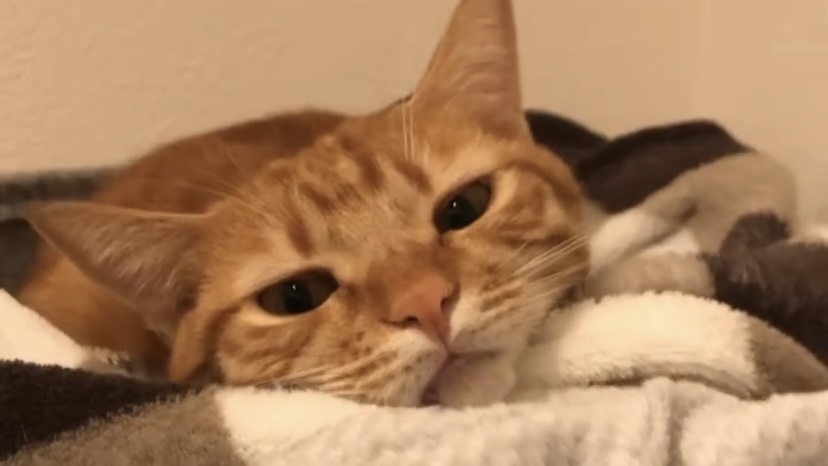 猫咪软便末端带血但精神很好,猫咪软便不要慌一招轻松解决