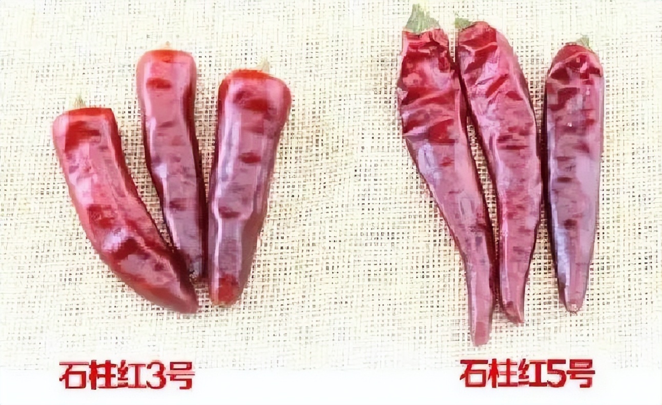 辣椒和火锅的区别,火锅辣椒用途
