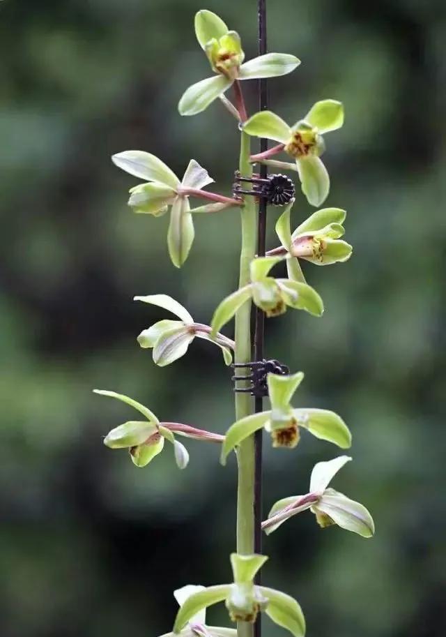 蕙兰老八种图片,蕙兰新八种图片高清