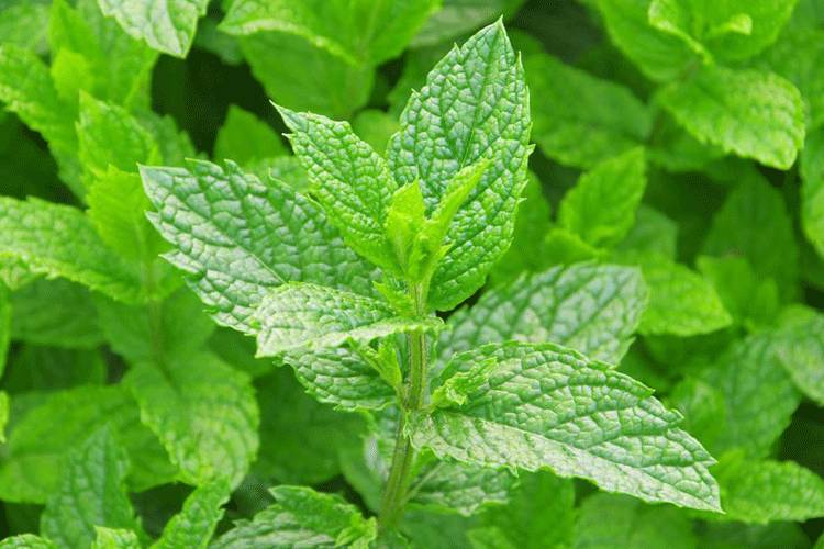 薄荷清凉手工皂,薄荷清凉软膜粉