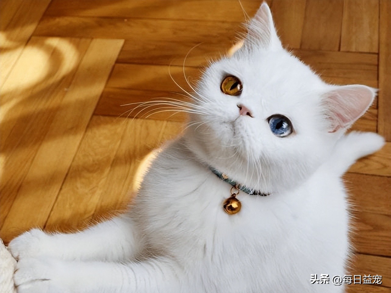 捡到一只小奶猫被家里狗咬死了,捡到小奶猫注意事项