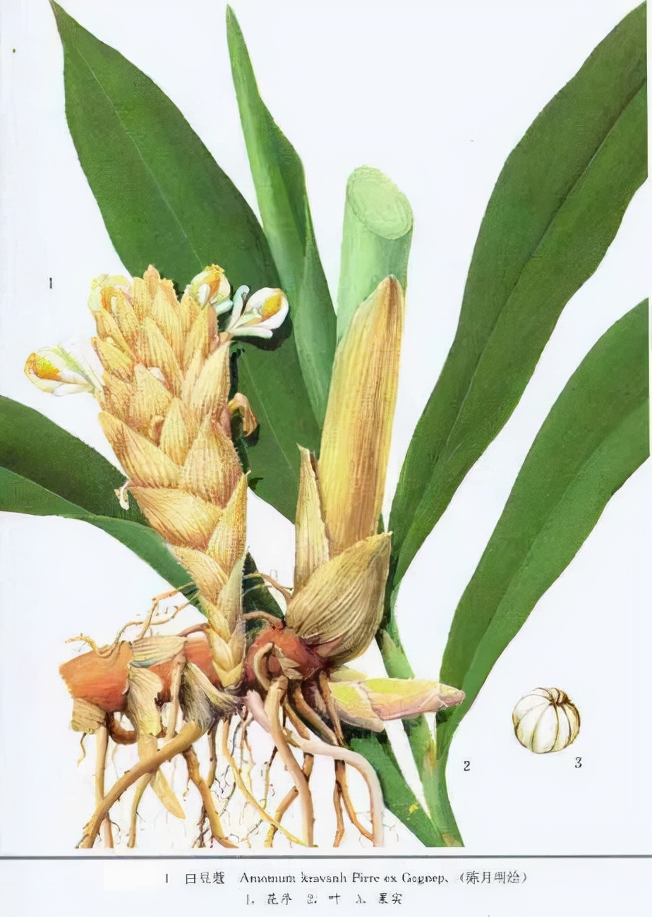 12种香料及分量,姜科植物的香料有哪些