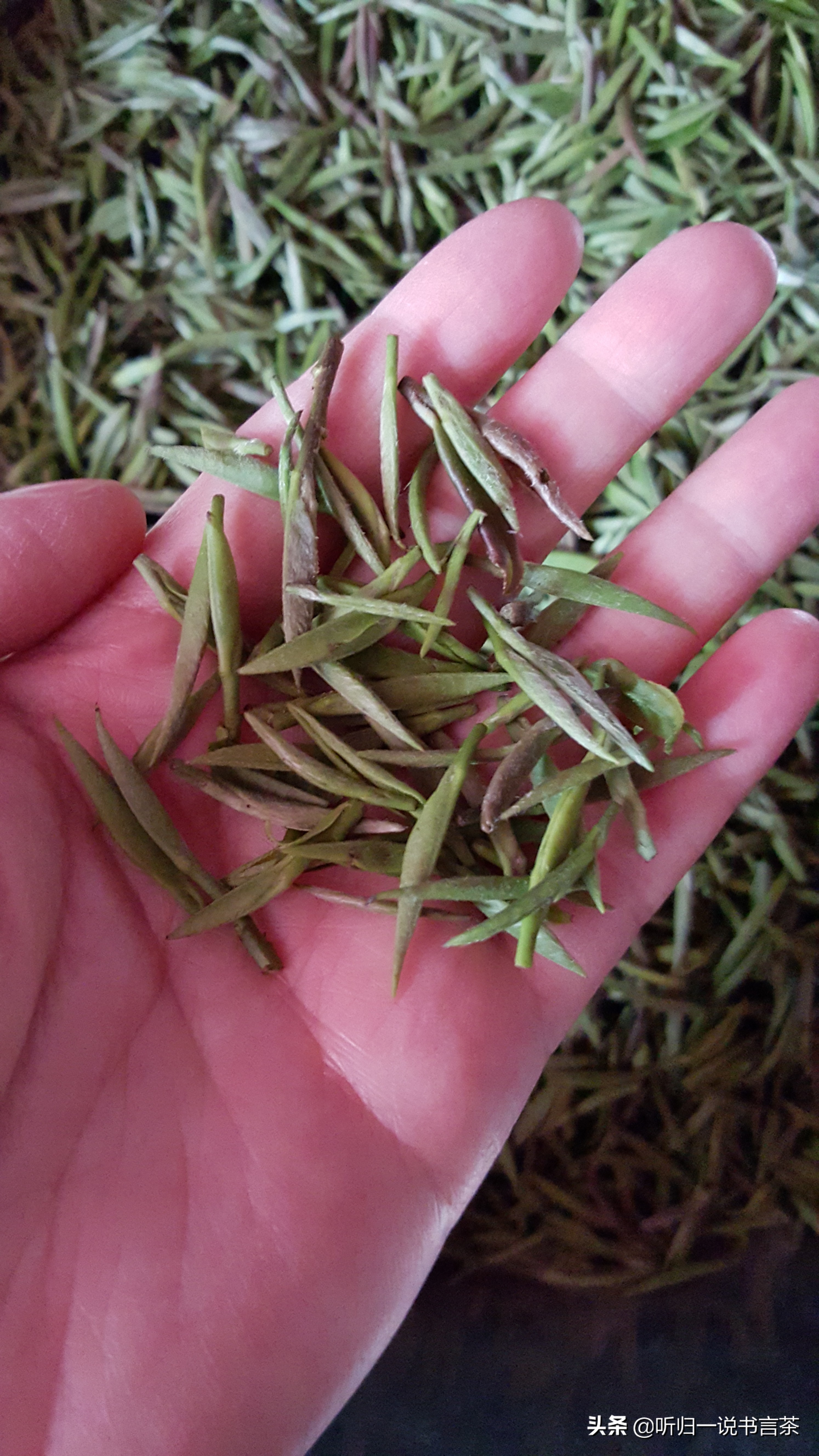 如何分辨金骏眉茶的品质,金骏眉怎么挑选才是好茶