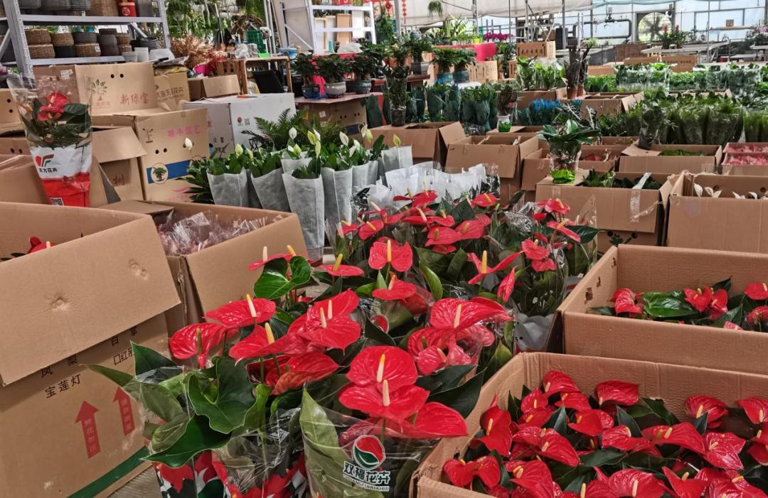 保姆级购物攻略,花市潜规则大揭秘教你怎么买花