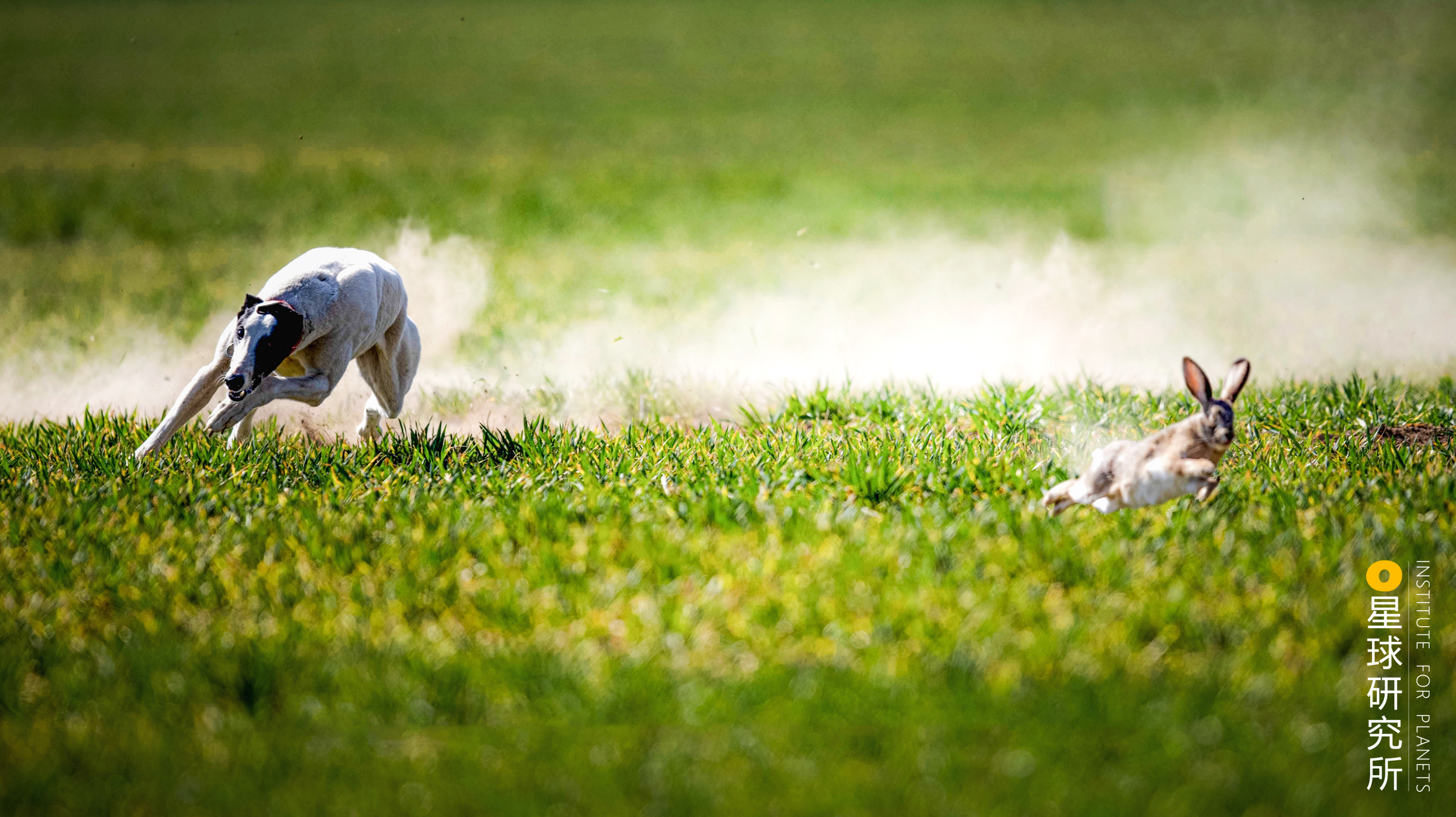 兔年来了,兔年来了怎么样