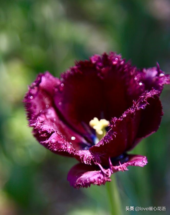 郁金香和玫瑰花搭配的花语,两朵粉色郁金香花语是什么