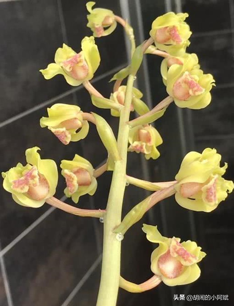 鐝嶇█澶х洿绔嬪彾钑欏叞,涓浗鍗佸ぇ鐝嶈吹钑欏叞