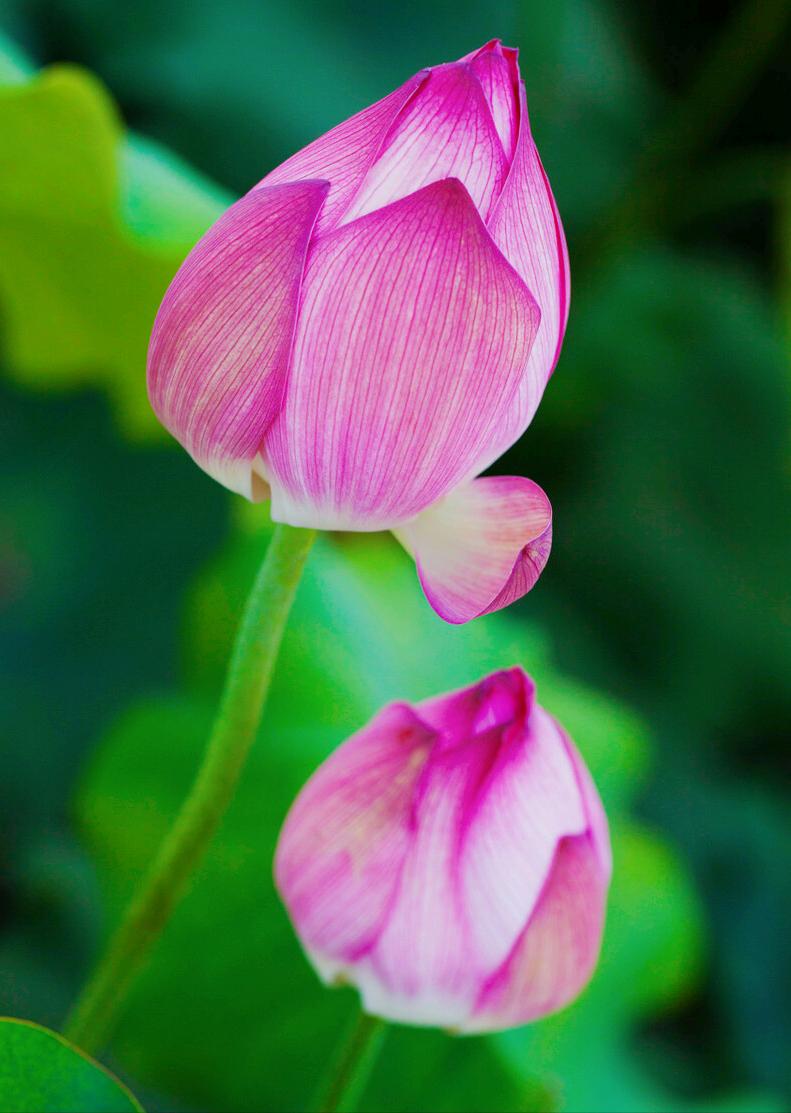 一花一惊艳，爱在夏花中，荷花别样红，莲叶无穷碧，弄花香满衣