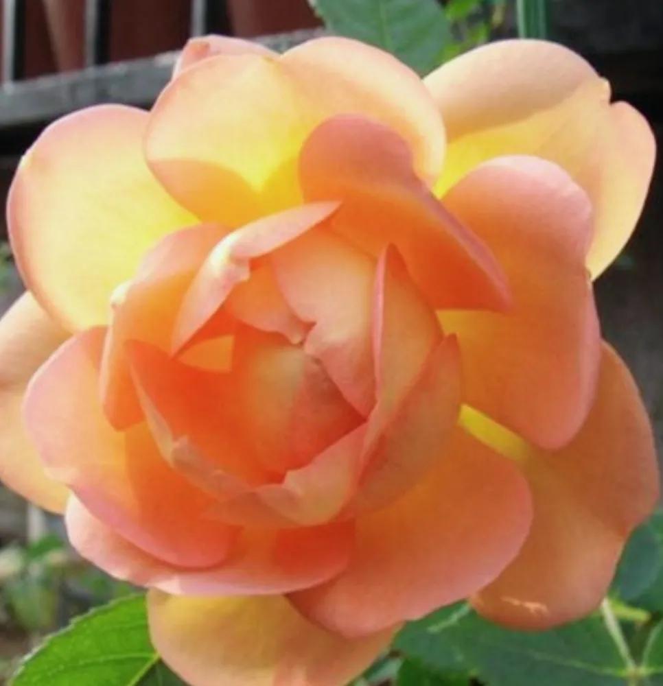 头条新手创作注意事项,头条创作注意哪些事项