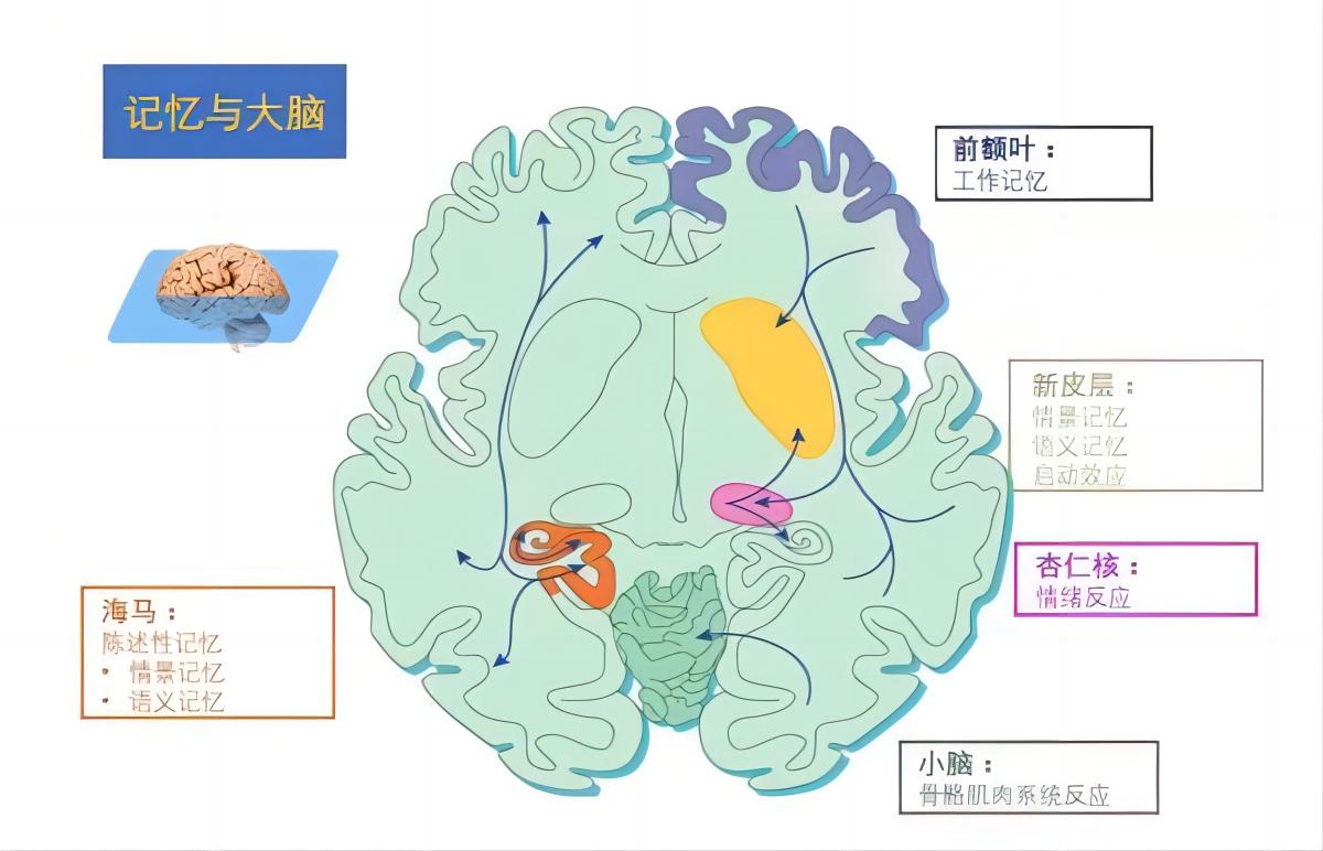 人类大脑内存相当于多少g,人类大脑记忆容量