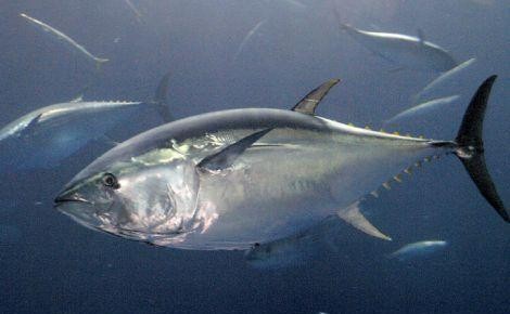 最常见的50种食用鱼吃法和价格,十种常用食用鱼类介绍