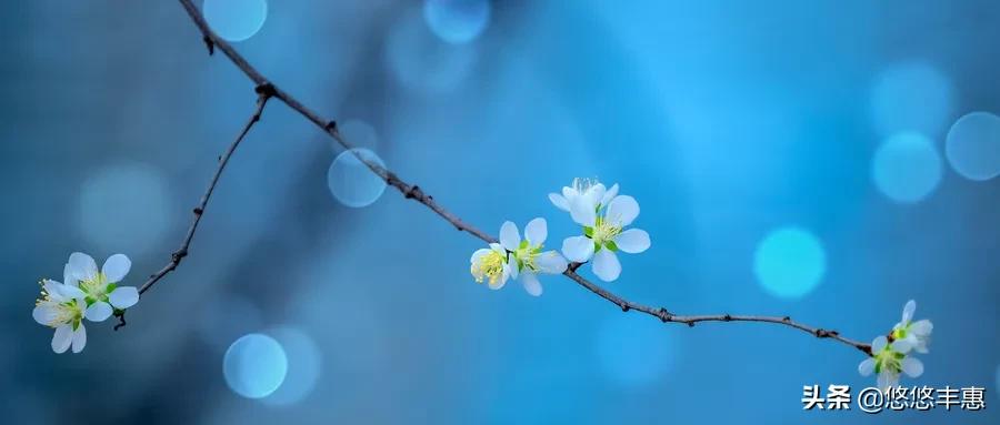 阿五角色出处,阿五简介