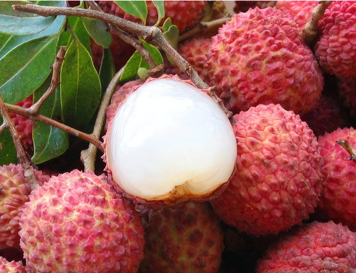 妃子笑荔枝卖出白菜价,荔枝妃子笑了果农哭了原因很戳心