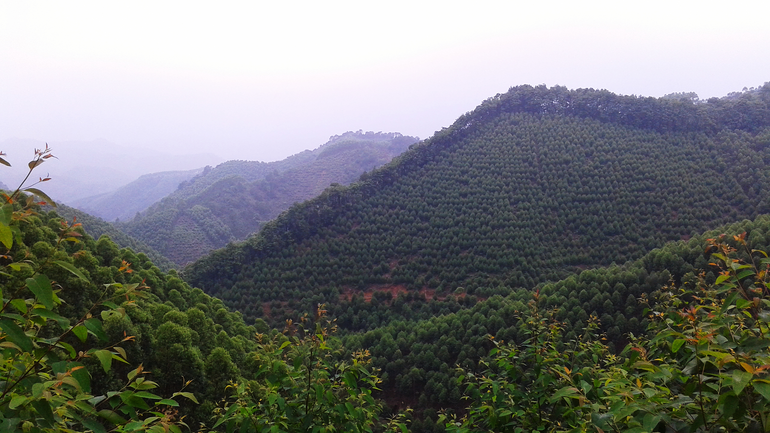 万元一亩的桉树林,桉树高产林