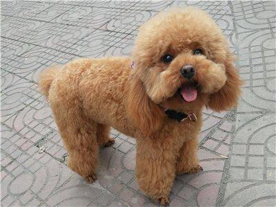 泰迪不爱吃狗粮怎么办,泰迪不爱吃饭有什么方法