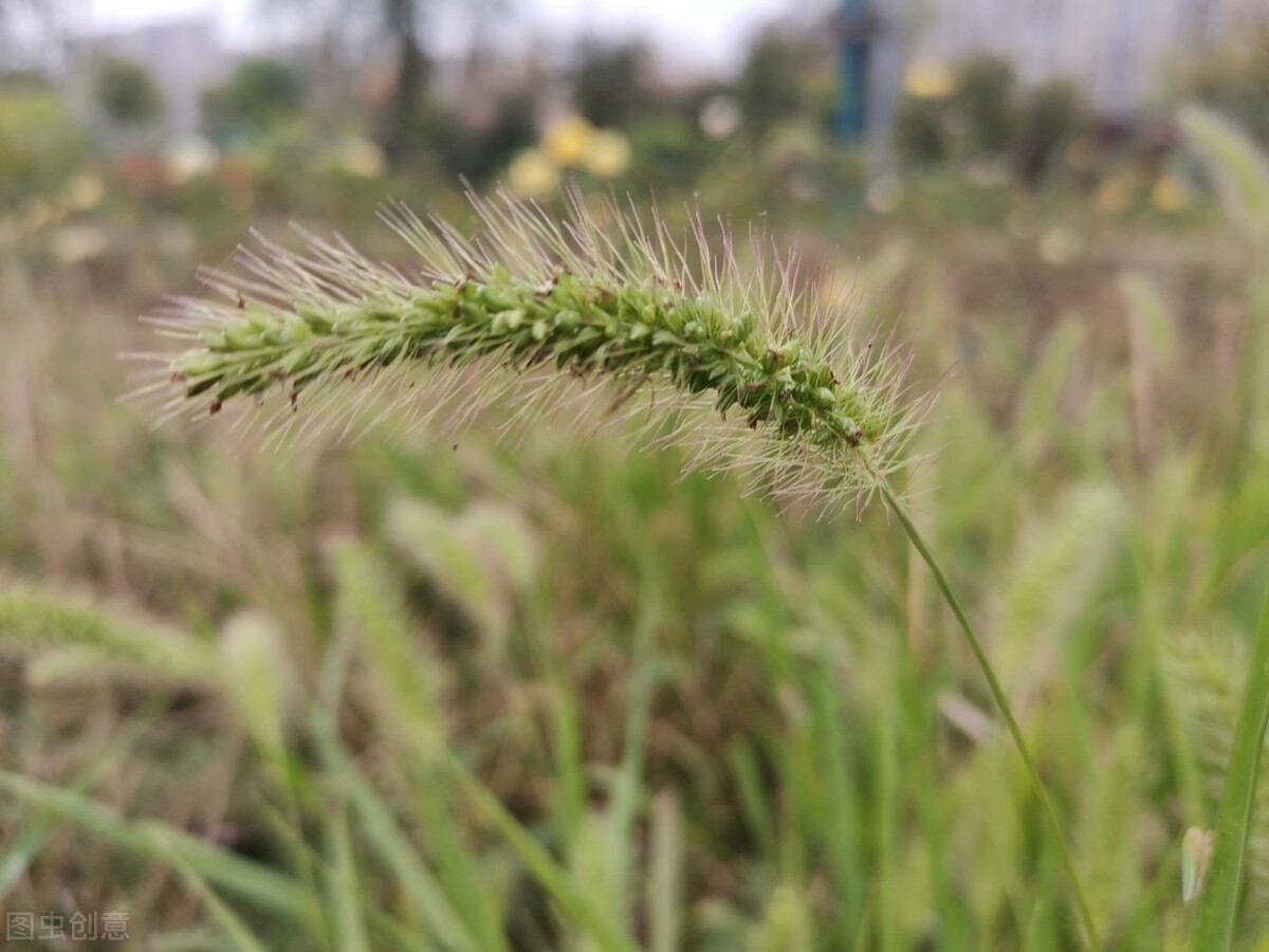 离离原上草一岁一枯荣的翻译,离离原上草一岁一枯荣诗句的意思
