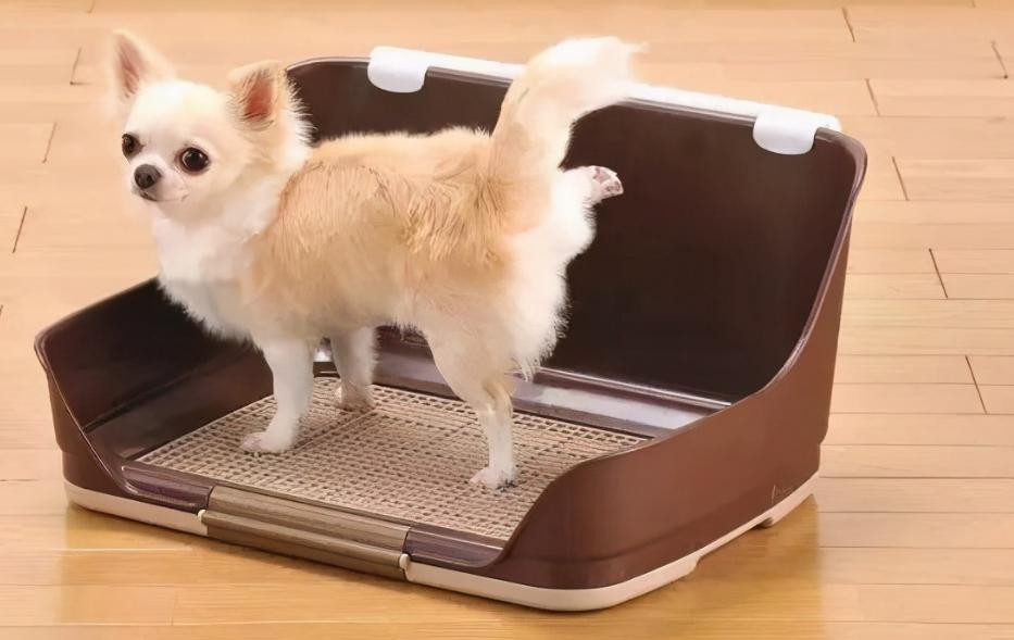 狗子每次尿一点什么原因,狗子乱尿怎么教