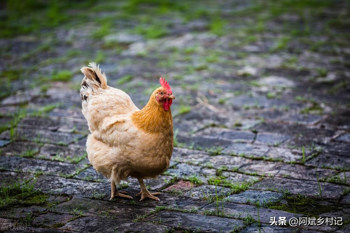 农村种地一亩田一年能赚10万,农村种植一亩三分地赚多少