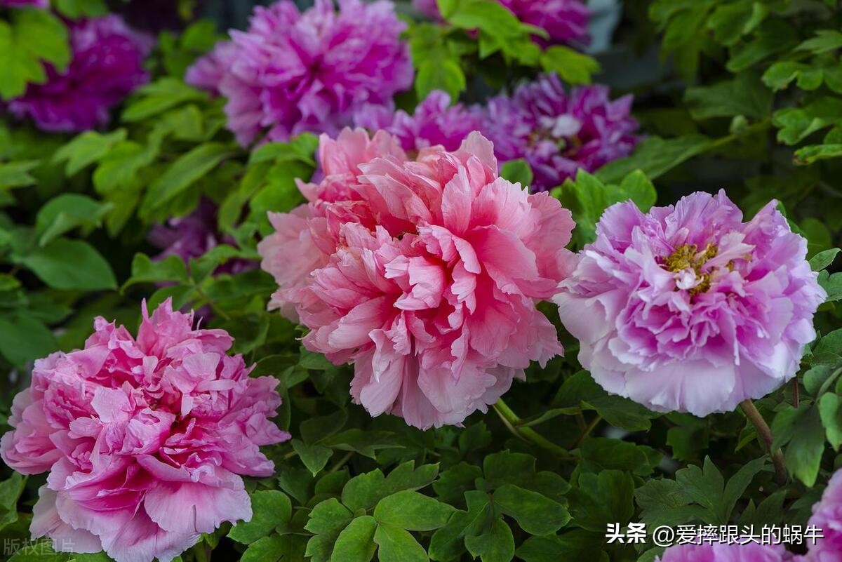 十二花神图谱完整版,工笔画十二花神欣赏