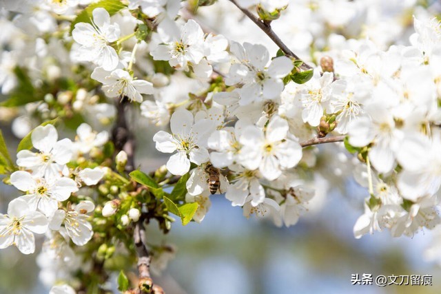 花开花落好运来,春天梅花开好运自然来